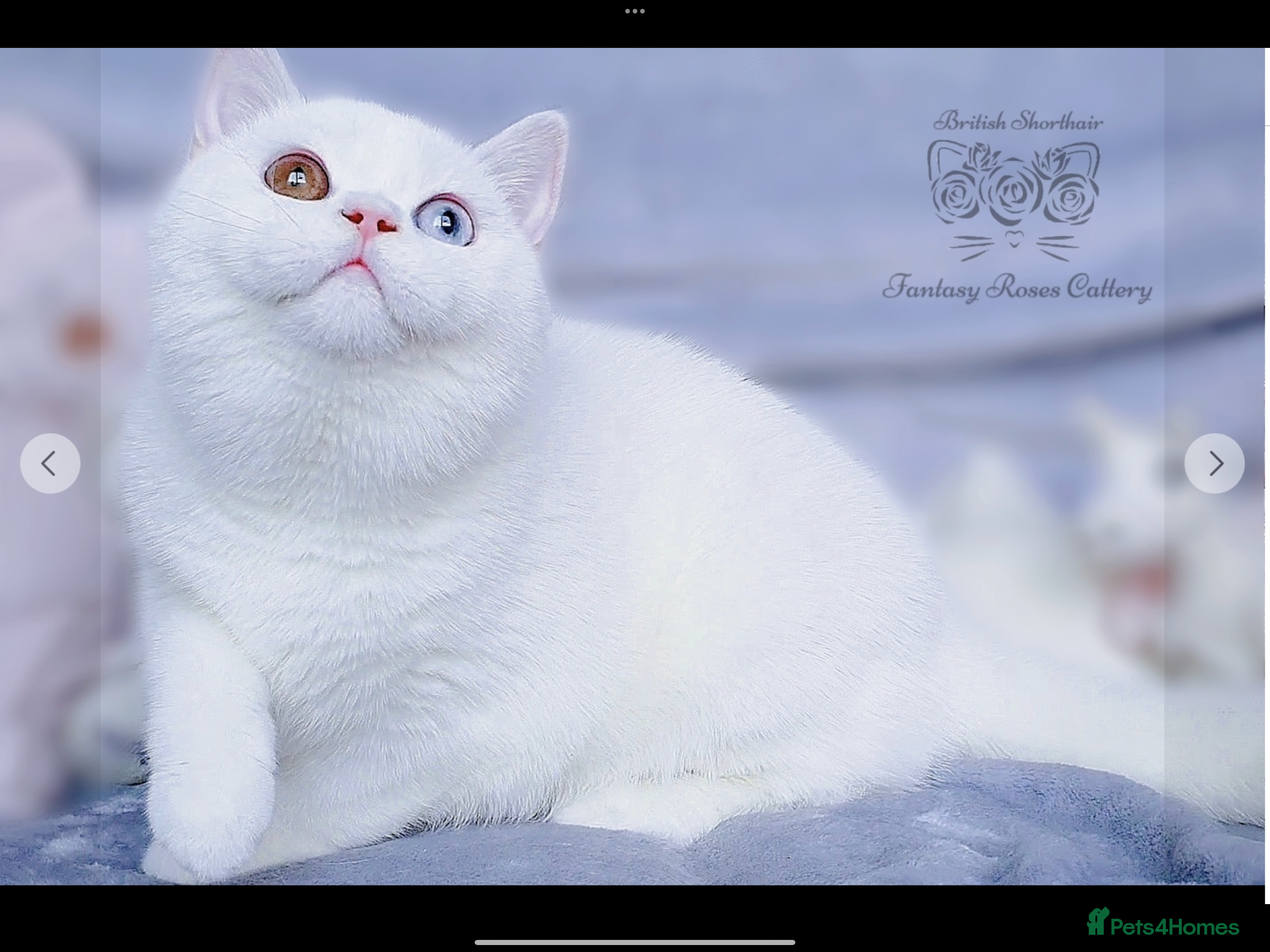 British Shorthair cats British Shorthair Male  in Yeovil - Advert 7