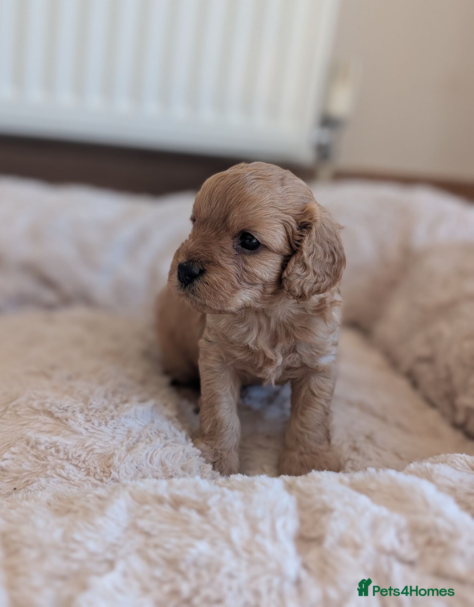 Cavapoo dogs 🌟 F1 Cavapoo Puppies –  Health Tested Parents - Advert 1