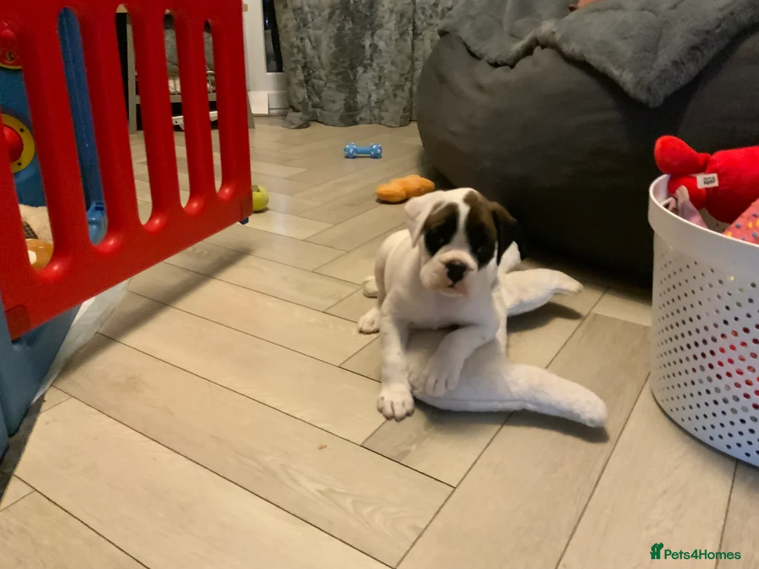 Boxer dogs for sale: Stunning White boy. - Advert 19
