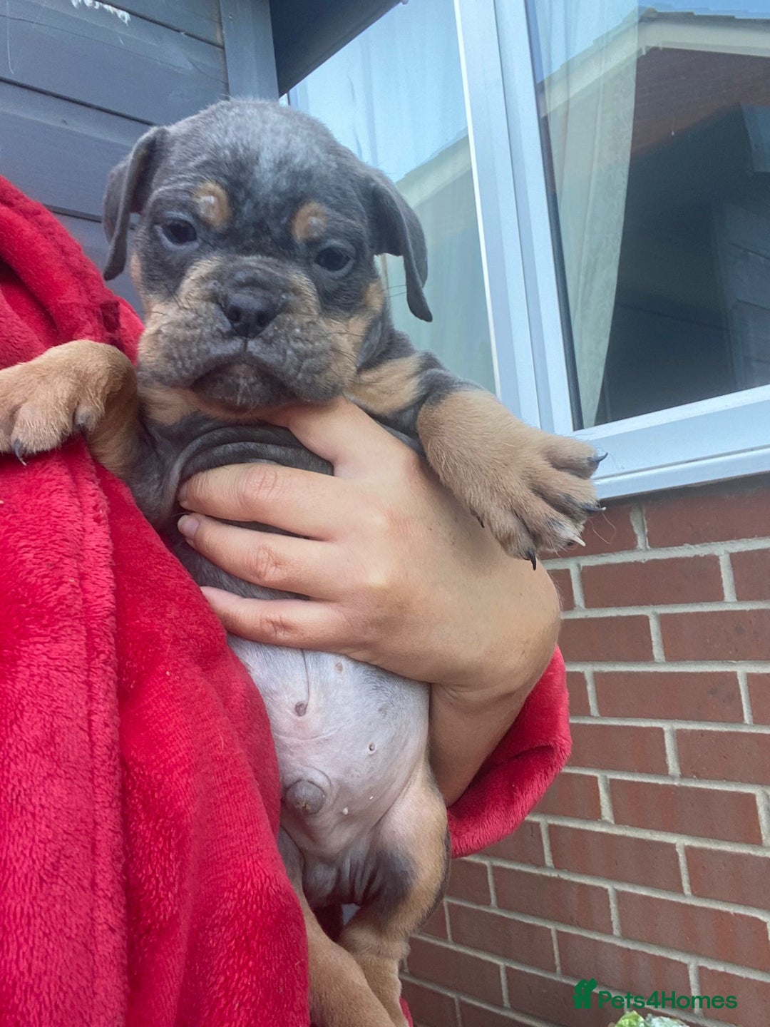 Olde English Bulldogge dogs for sale: Old English Bulldog Puppy’s  - Image 3