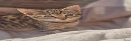 Savannah cats for sale: F3 Savannah Kittens for Sale - Advert 8