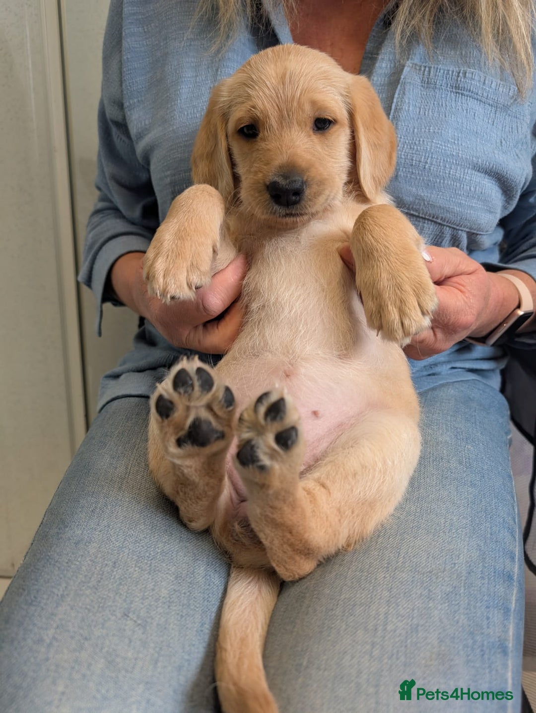 Labradoodle dogs for sale: Adorable Labradoodle puppies - Advert 19