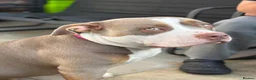 American Bully dogs for sale: My loving girl 🩷 - Advert 3