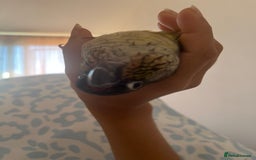 Conures birds for sale: Extremely clingy Green cheek conure - Image 1