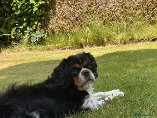 Cavalier King Charles Spaniel dogs Cavalier King Charles Spaniel puppies - Advert 11