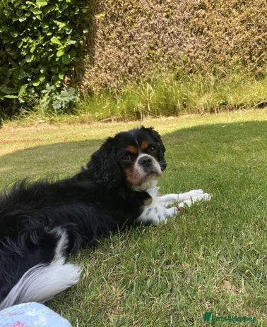 Cavalier King Charles Spaniel dogs - Advert 4