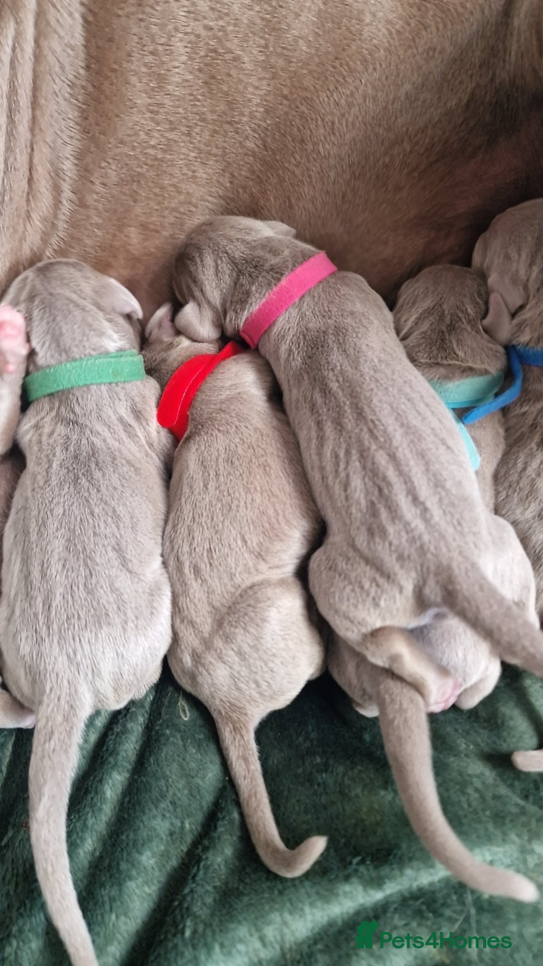 Weimaraner dogs for sale: Weimaraner Puppies Looking for Their Forver Home🐾 in Shrewsbury - Advert 8