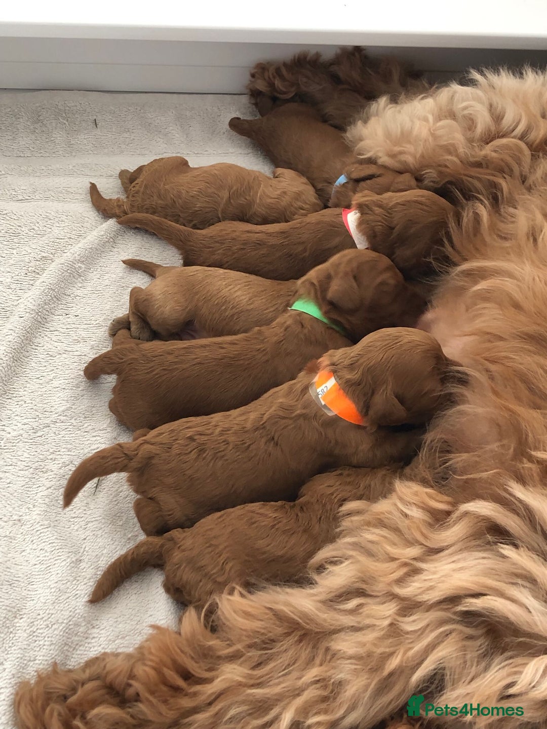 Cavapoo dogs for sale: 5⭐️ F1B Cavapoo’s - Image 5