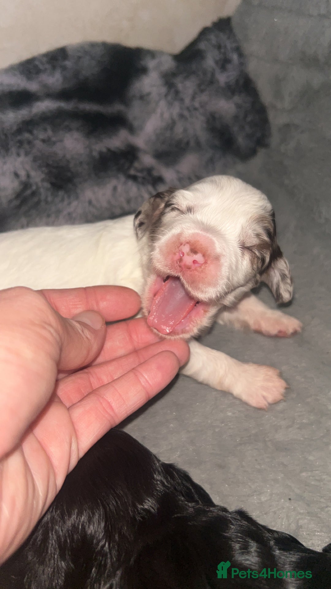 Cockapoo dogs for sale: Multi-Gen Cockapoo Puppies for sale.  - Image 6