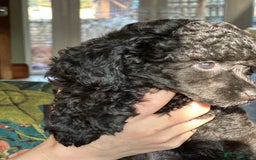 Toy Poodle dogs for sale: Adorable little toy poodle girls  - Image 7