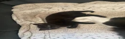 Domestic Shorthair cats for sale: Beautiful male kitten - Advert 6