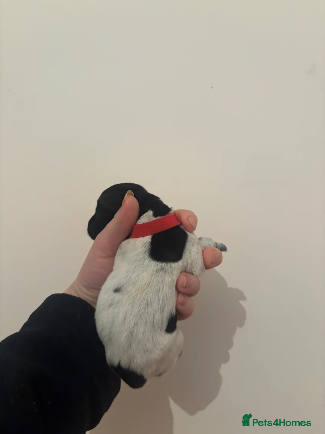 German Wirehaired Pointer dogs for sale: Stunning German wire hairs pointers  - Advert 11