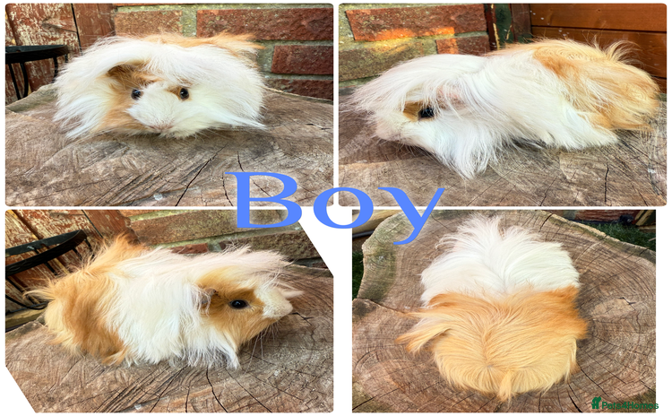 Guinea Pig rodents - Advert 3