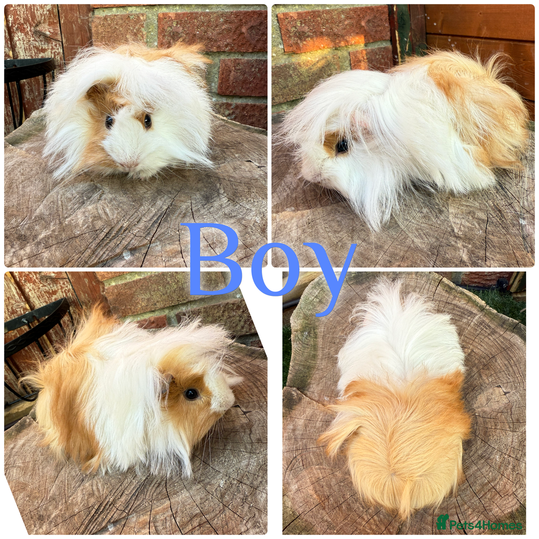 Guinea Pig rodents for sale: Male and female young/baby Guniea pigs for sale  - Image 1