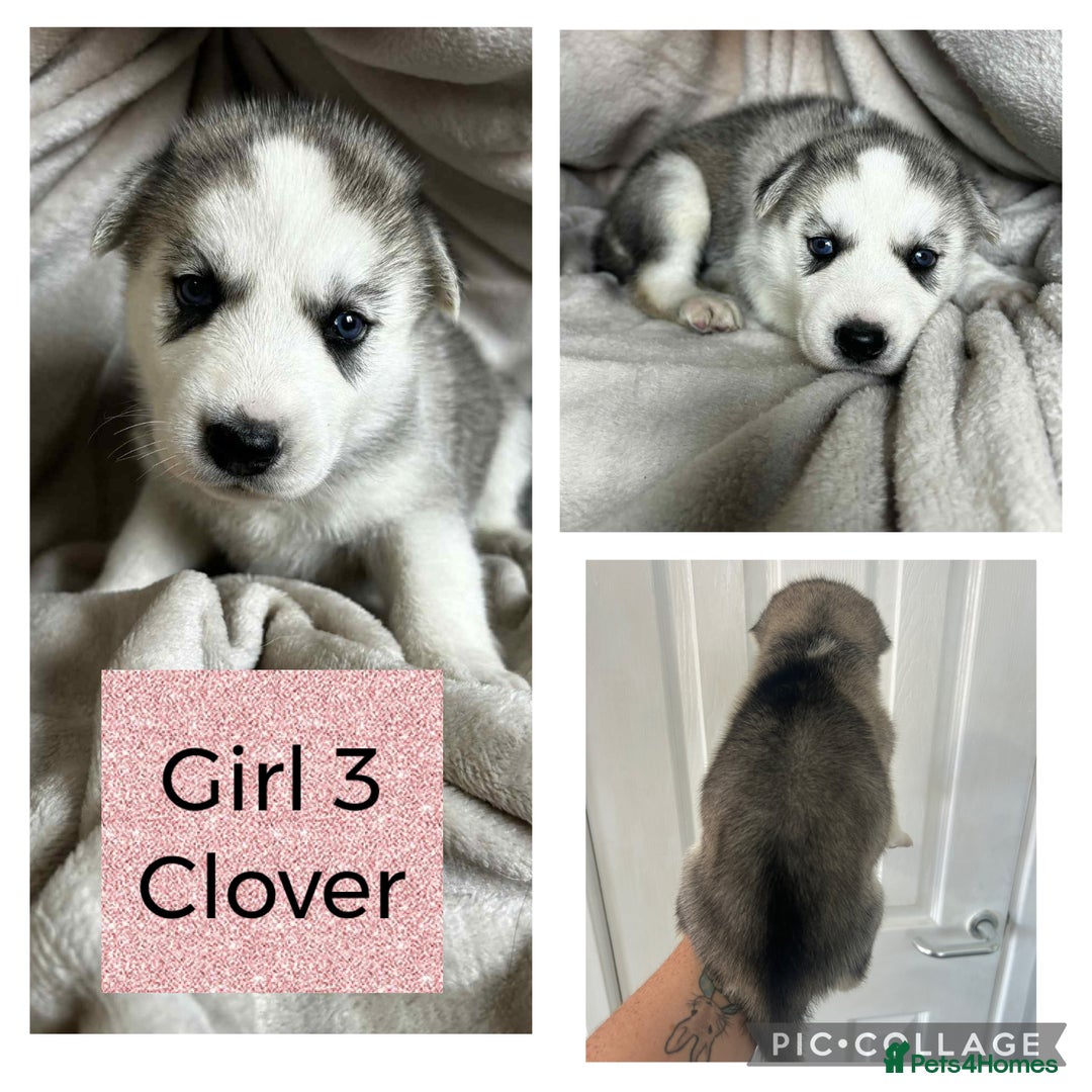 Shepsky dogs for sale: German Shepherd X Husky puppies  - Image 4