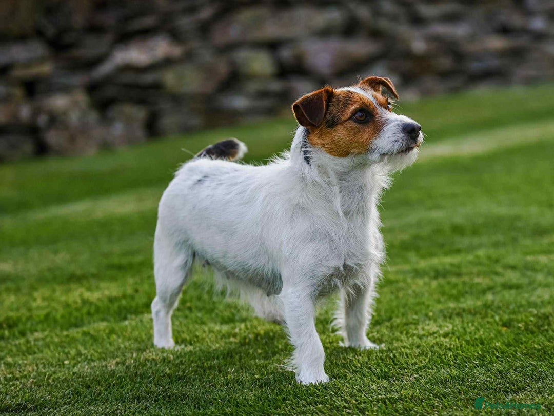 Jack Russell dogs for sale: Jack Russell Puppies - Image 7