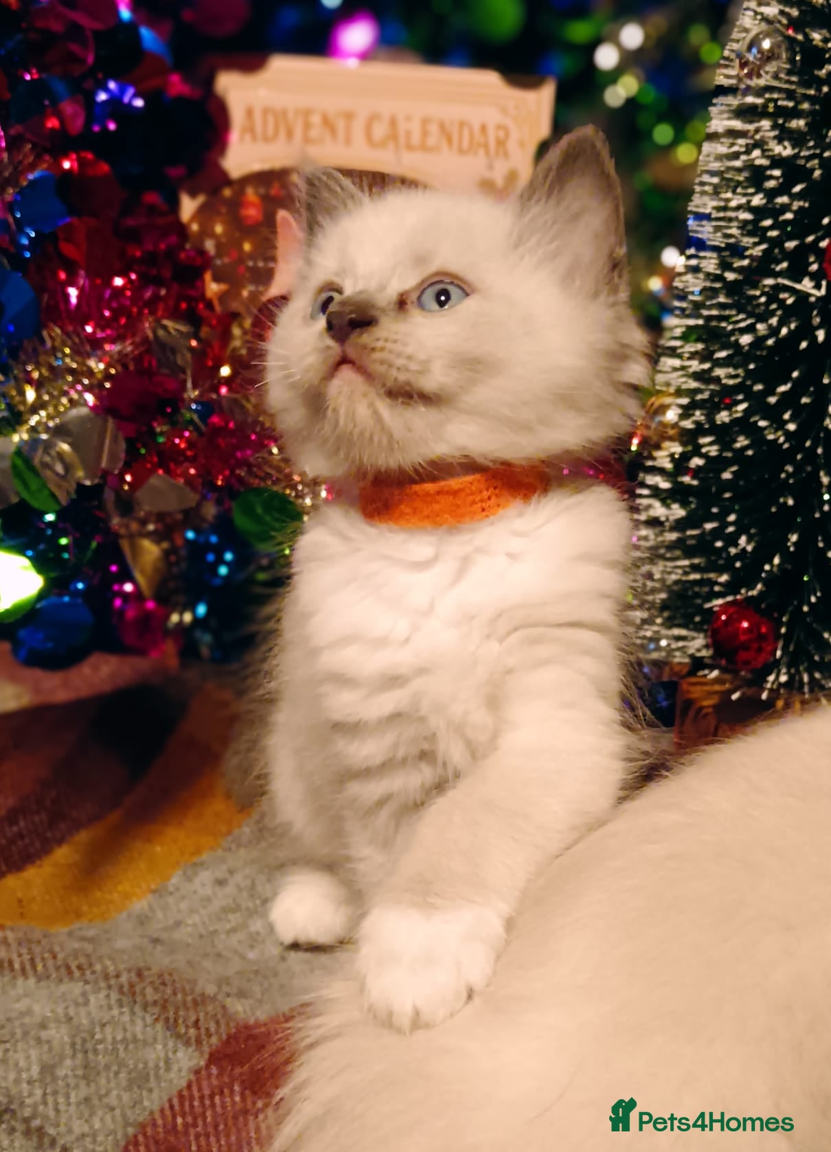 Ragdoll cats Ready 23rd Dec Ragdoll Kittens - Advert 5