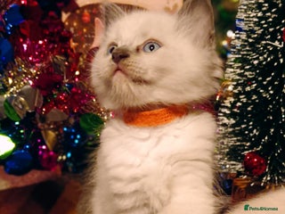 Ragdoll cats Fluffy Ragdoll kittens ready 23rd Dec - Advert 1