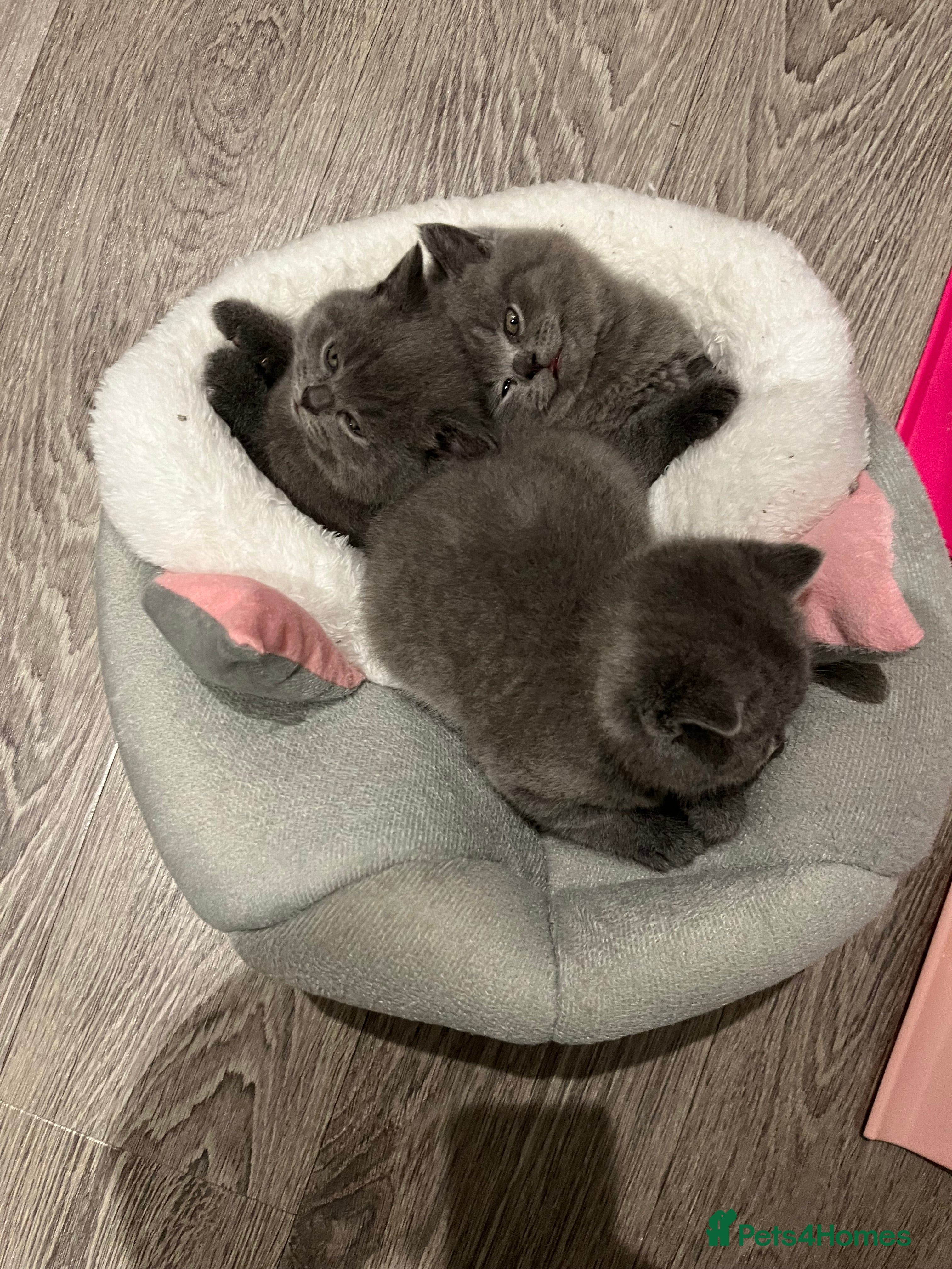 British Shorthair cats British Shorthair Kittens Available - Advert 1