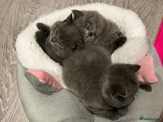 British Shorthair cats British Shorthair Kittens Available - Advert 1