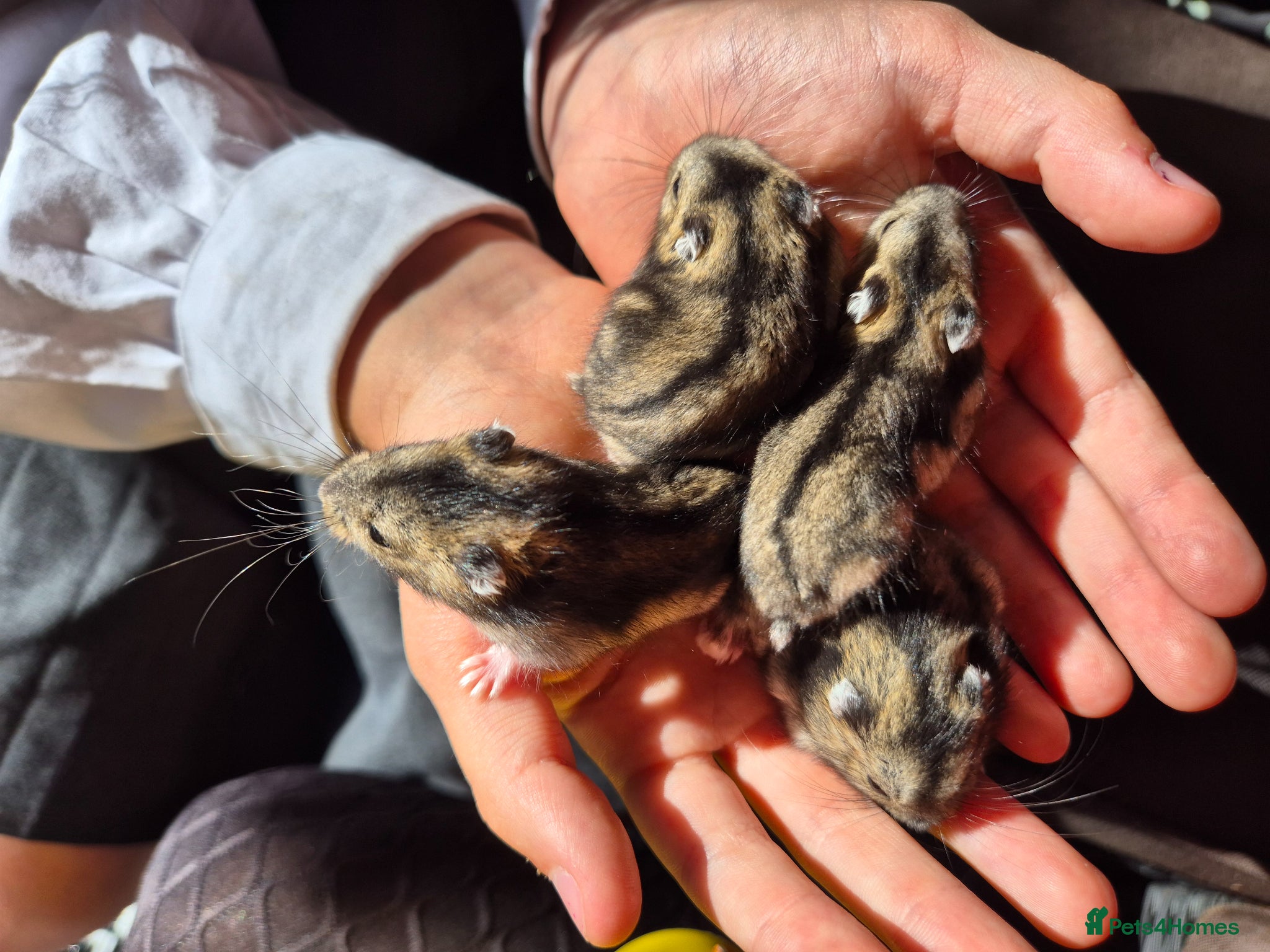 Hamster rodents for sale: Pedigree dwarf baby hamsters - Advert 12