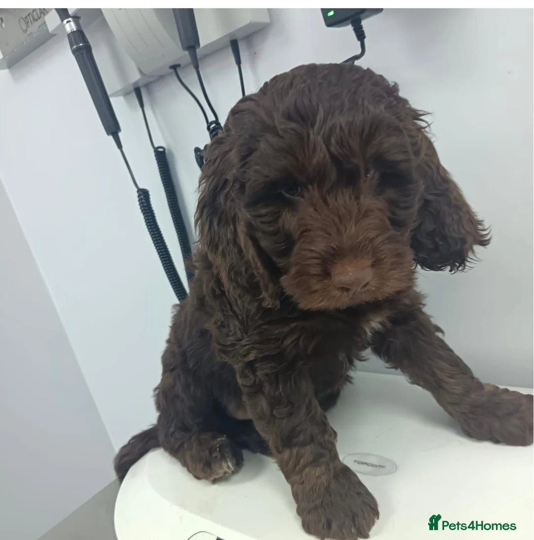 Double Doodle dogs for sale: 🌈Fully vaccinated and ready to meet the world 🌈 - Advert 32