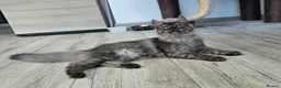 Maine Coon cats for sale: Premium Pedigree Maine Coon Kittens – Ready Now 🐾 - Advert 9