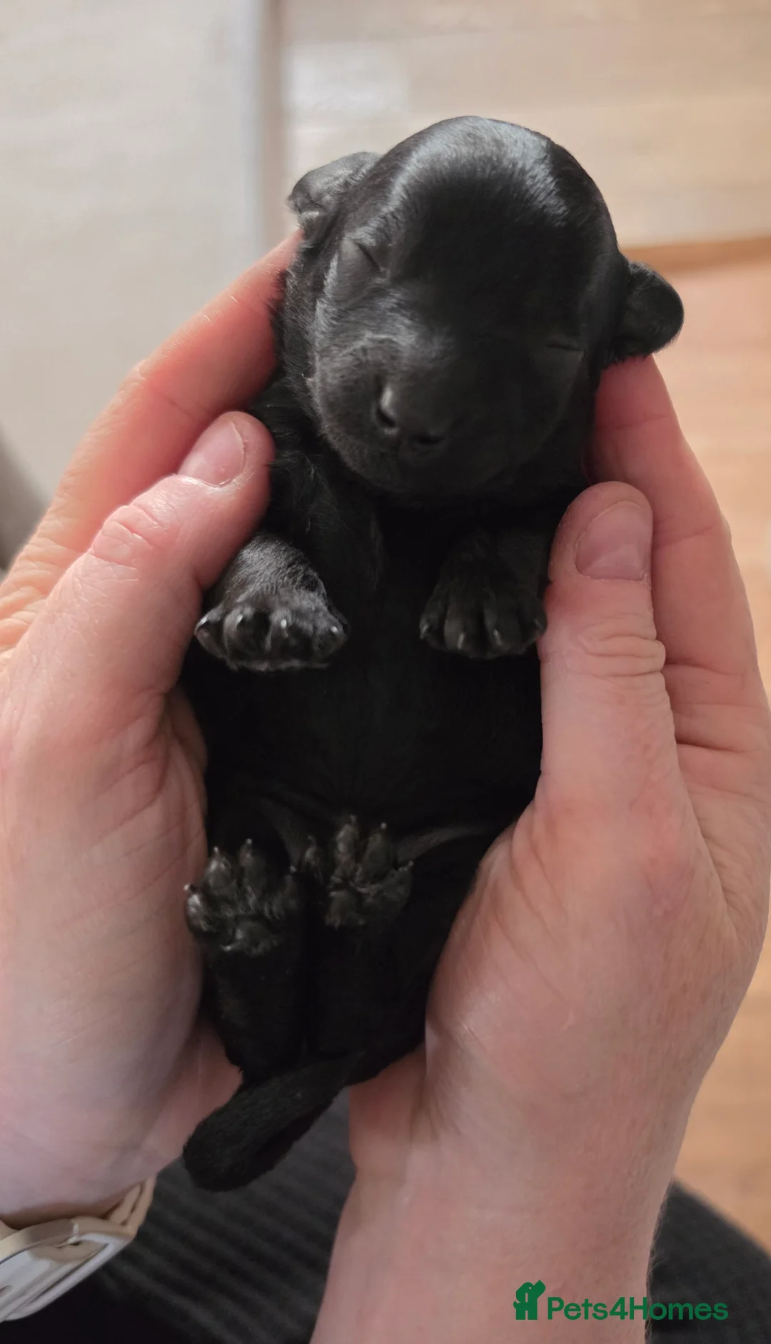 Cavapoo dogs for sale: F1bb cavapoo puppies  in Eastleigh - Advert 2