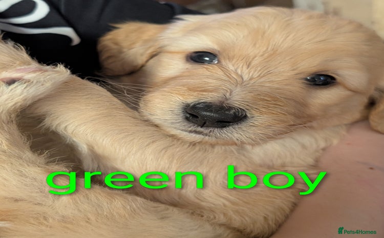 Goldendoodle dogs - Advert 2