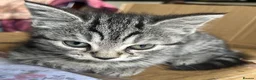 Mixed Breed cats for sale: 5 lovely kittens for sale  - Advert 17