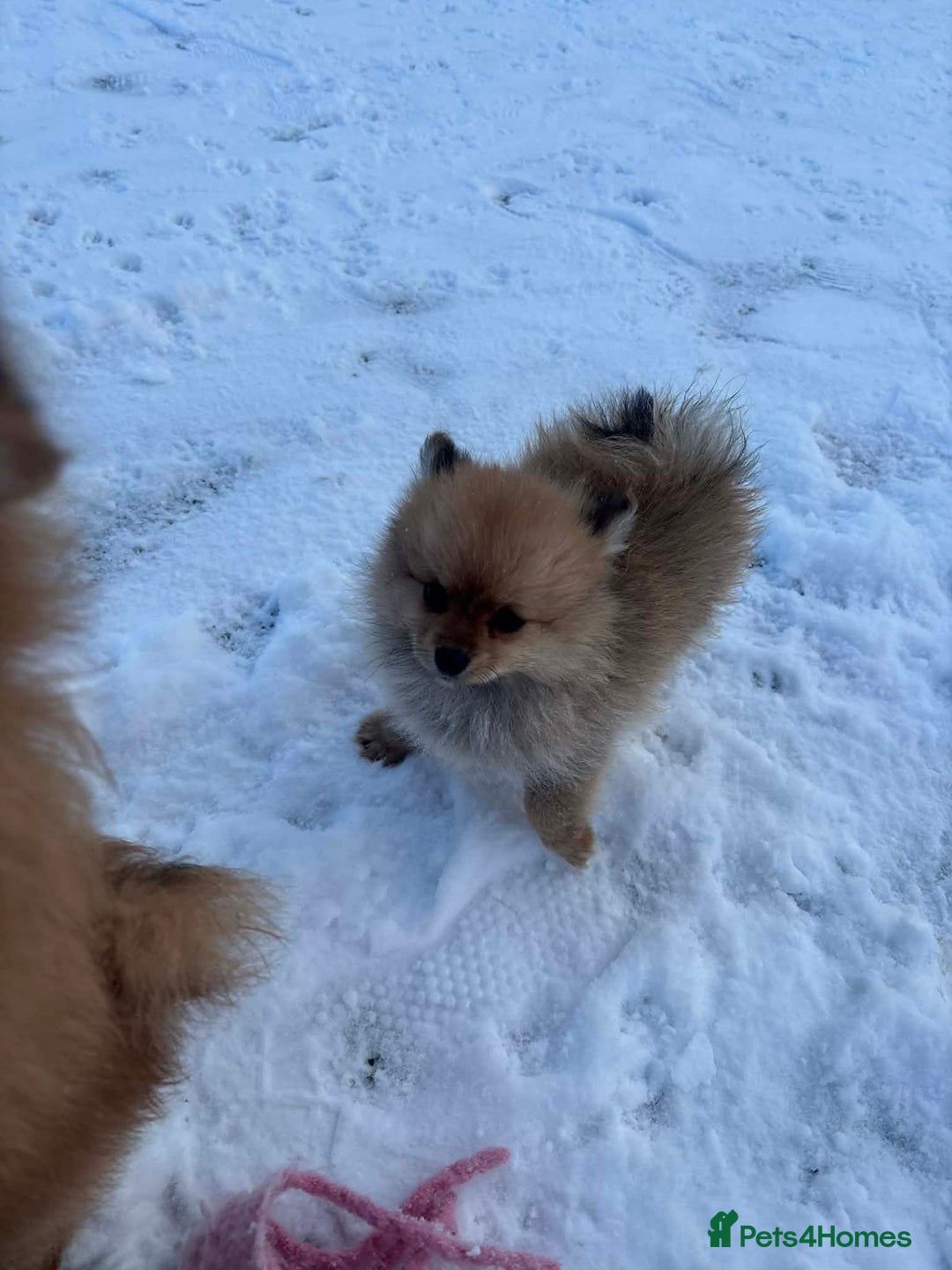 Pomeranian dogs for sale: Pomeranian puppies - Advert 5