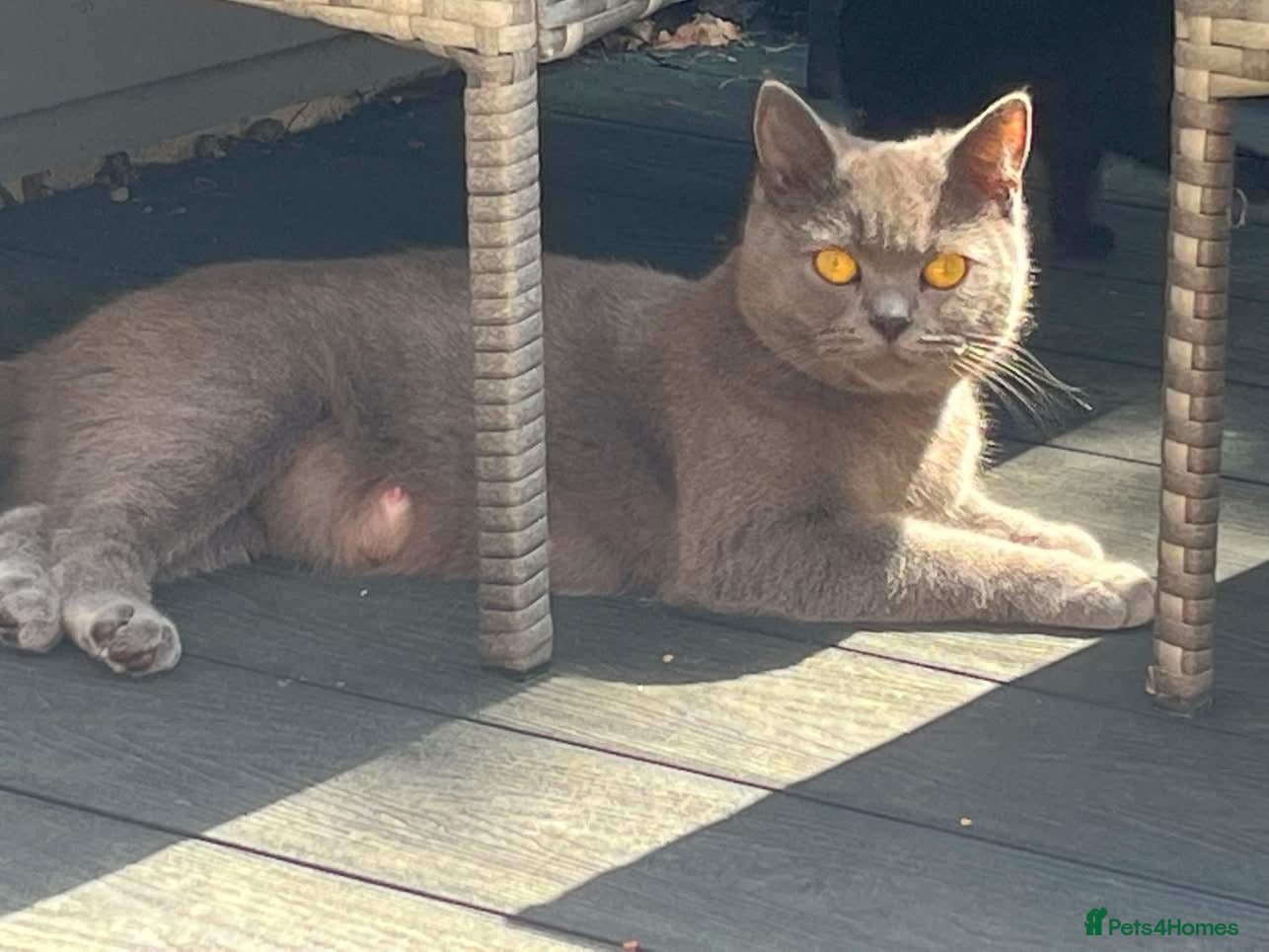 British Shorthair cats for sale: 6 male British shorthair boys  - Advert 1