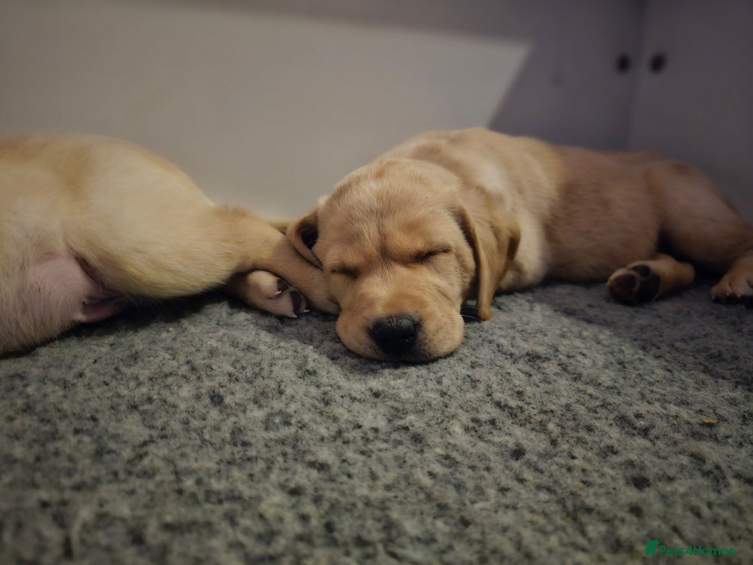 Labrador Retriever dogs for sale: 🐾 Labrador Puppies – Ready Early January 🐾 - Advert 4