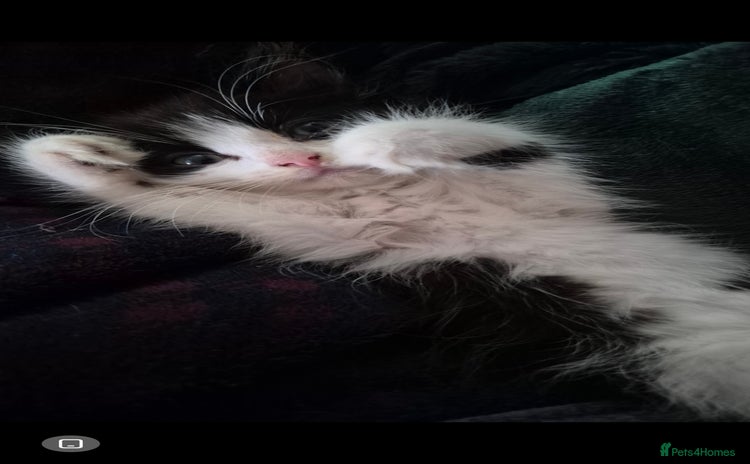 Mixed Breed cats - Advert 16