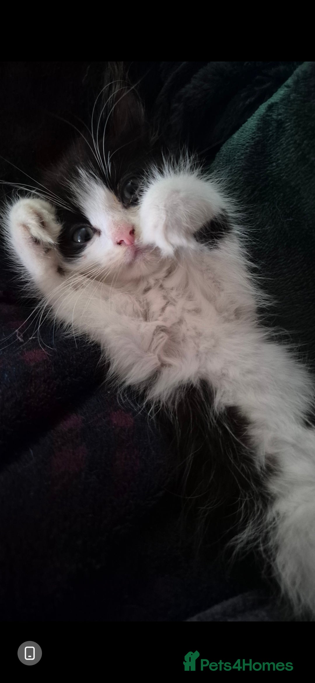 Mixed Breed cats for sale: Kittens ready now - Image 1