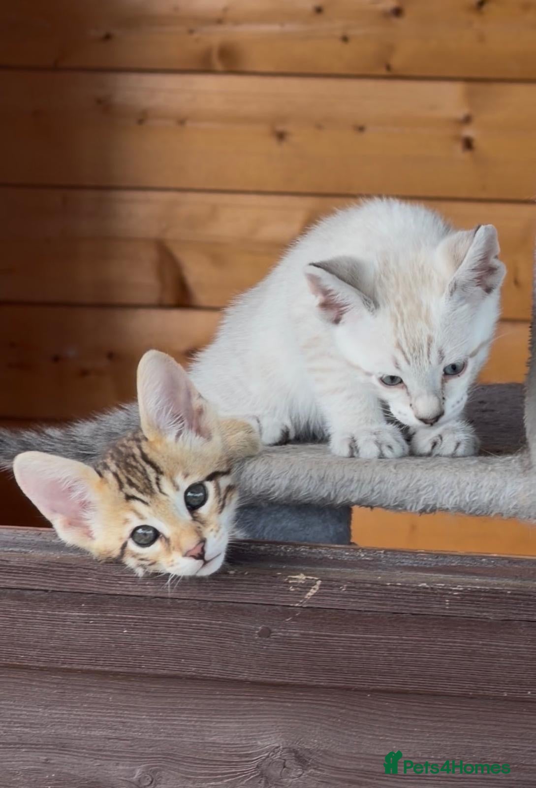 Savannah cats for sale: F5 SBT SNOW & BST SAVANNAHS KITTENS - Advert 1
