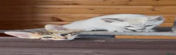 Savannah cats for sale: F5 SBT SNOW & BST SAVANNAHS KITTENS - Advert 21