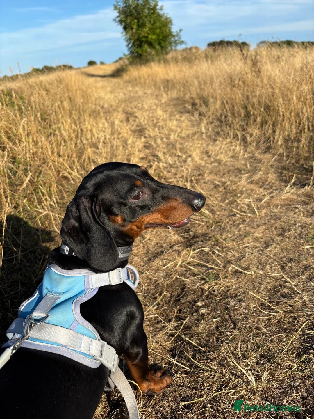 Dachshund dogs for stud: Ziggy - Advert 2