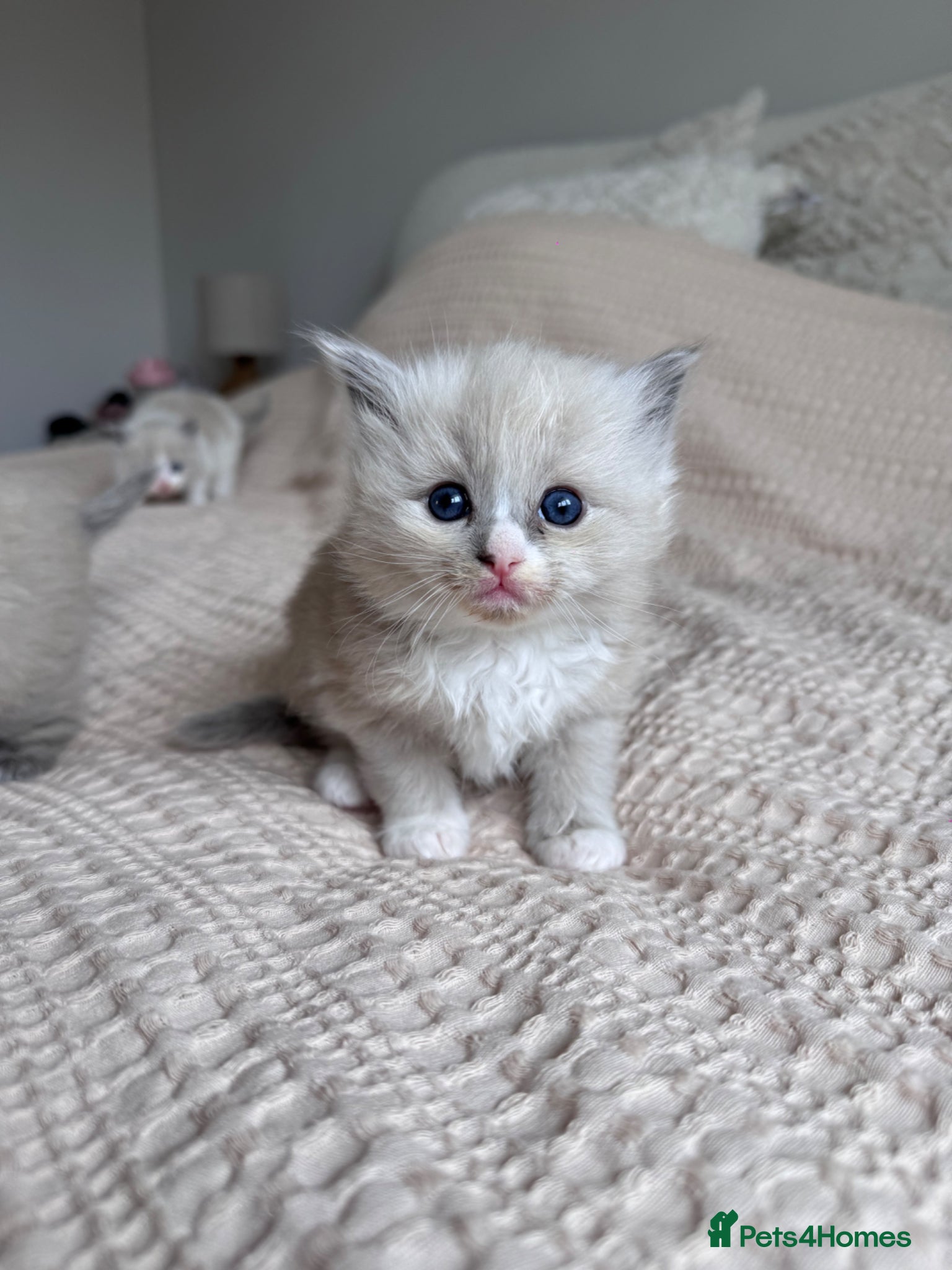 Ragdoll cats  Mink mitted ragdoll kittens  - Advert 2