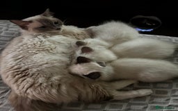 Ragdoll cats for sale: Calm & Lovin Rag dolls super sweet - Image 8