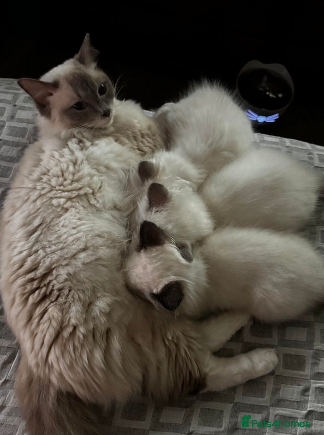 Ragdoll cats for sale: Calm & Lovin Rag dolls super sweet - Image 8