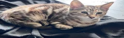 Mixed Breed cats for sale: 7 Stunning Mixed Breed Turkish Angora kittens - Advert 17