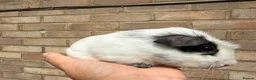 Guinea Pig rodents for sale: Baby guinea pigs  - Advert 2