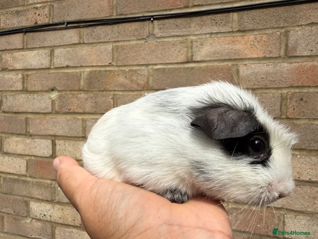 Guinea Pig rodents for sale: Baby guinea pigs  - Advert 2