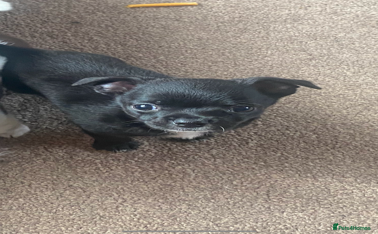 Chihuahua dogs - Advert 1