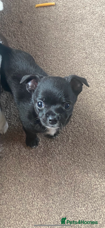 Chihuahua dogs - Advert 2