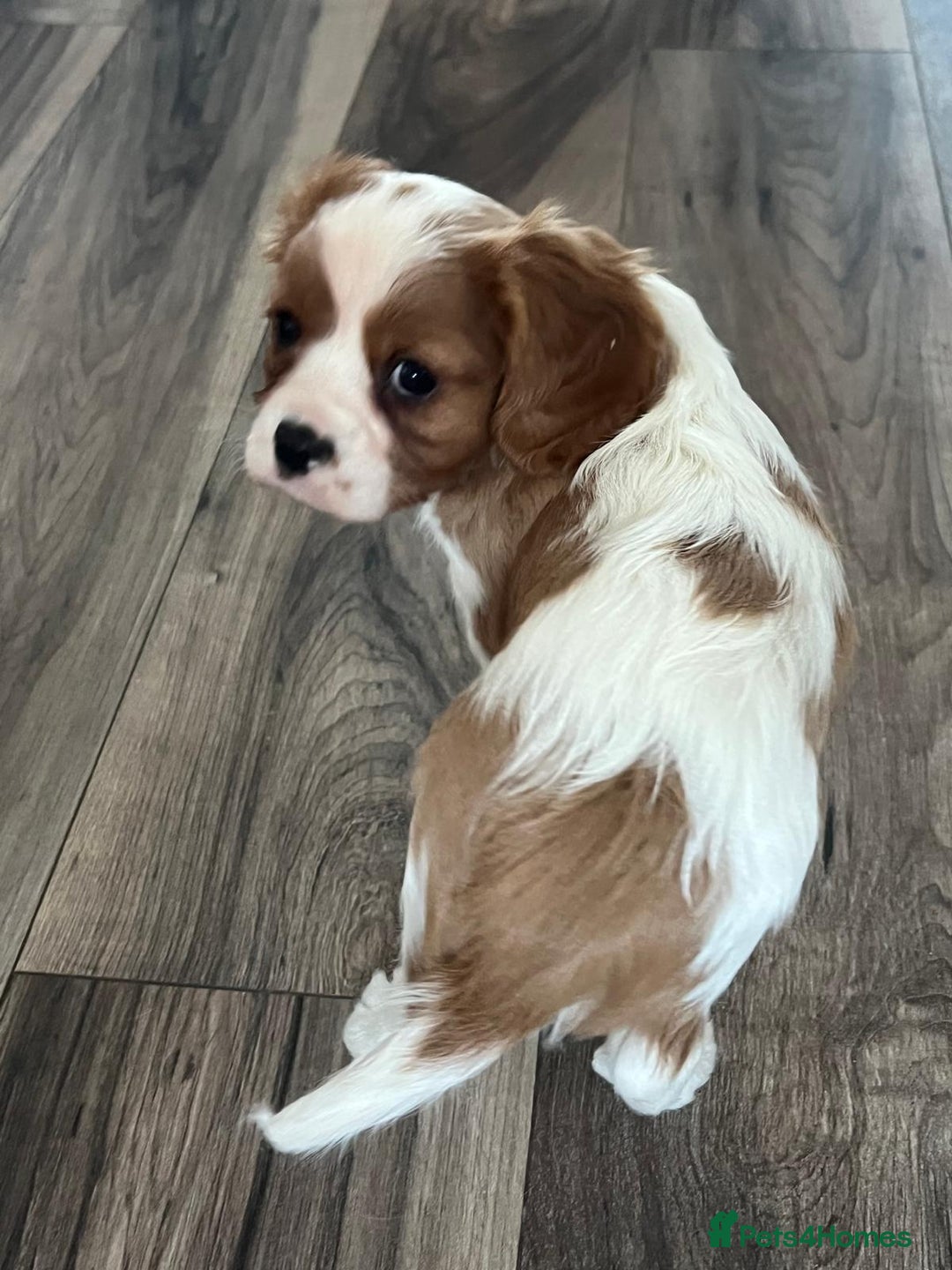 Cavalier King Charles Spaniel dogs for sale: Cavalier King Charles Spaniel - cuteness overload - Advert 5