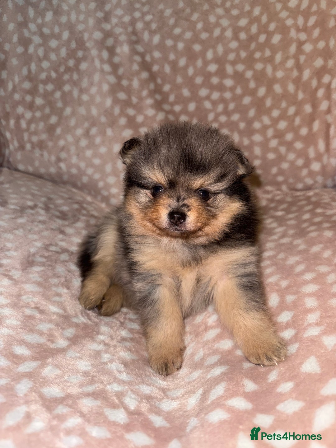 Pomeranian dogs for sale: Adorable Pomeranian Puppies 💙🩷💙 - Advert 6
