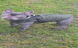 French Bulldog dogs for sale: French bulldog  - Image 9