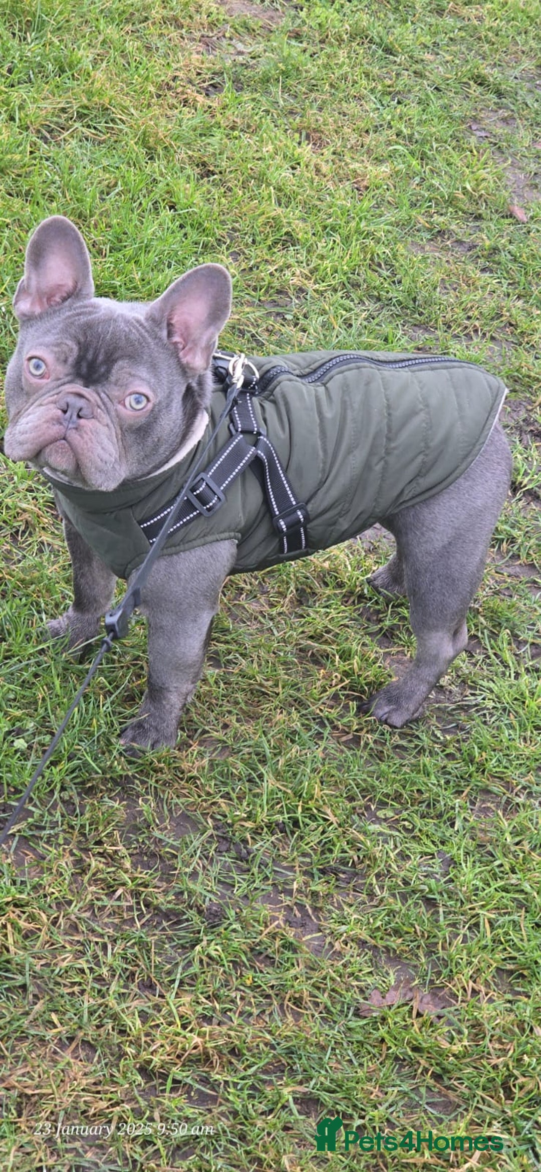 French Bulldog dogs for sale: French bulldog  - Image 9